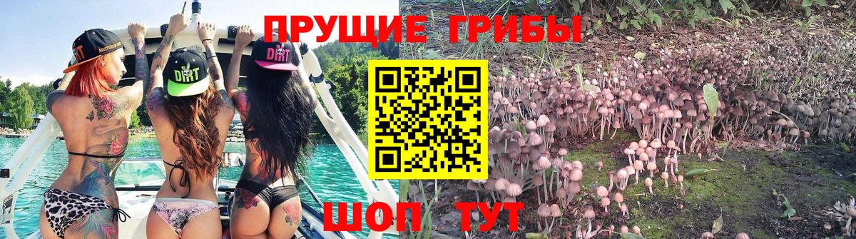 Псилоцибиновые грибы Psilocybe Искитим